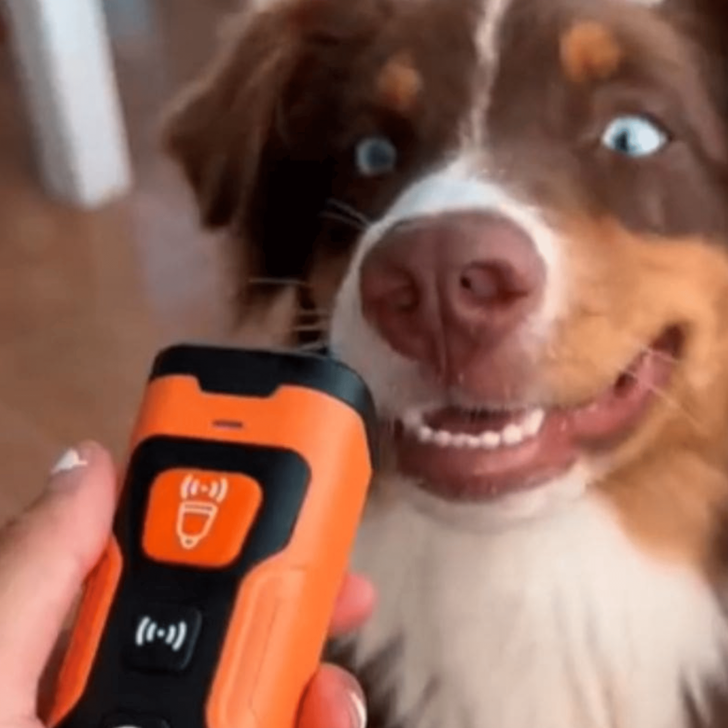 Stop hundens gøen og uønsket adfærd – hurtigt, nemt og på en skånsom måde!