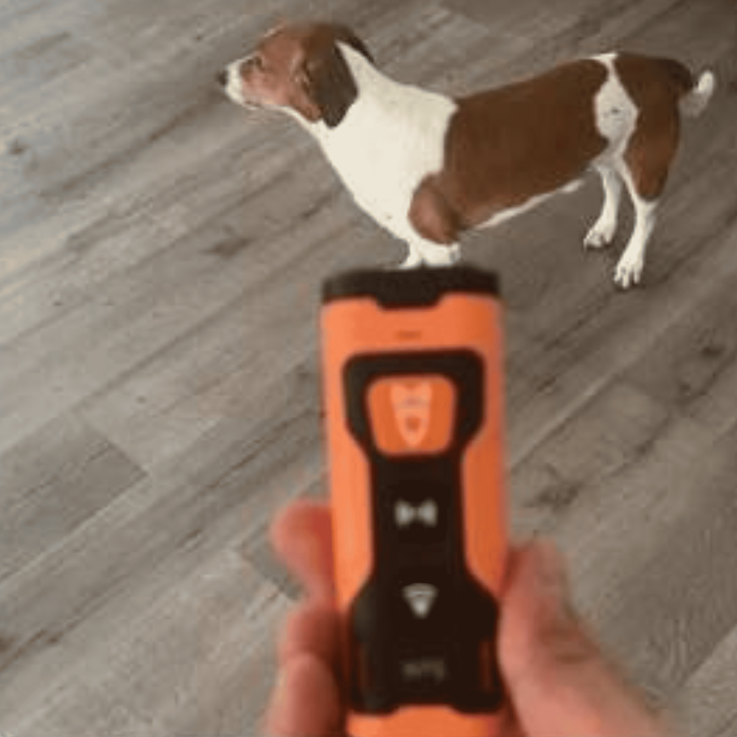 Stop hundens gøen og uønsket adfærd – hurtigt, nemt og på en skånsom måde!